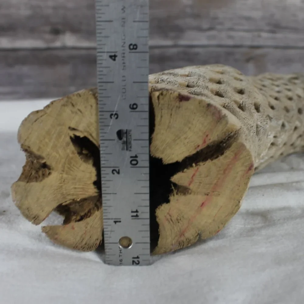 Cholla Wood Cactus Skeleton Aquarium Terrarium Decoration Clean 16